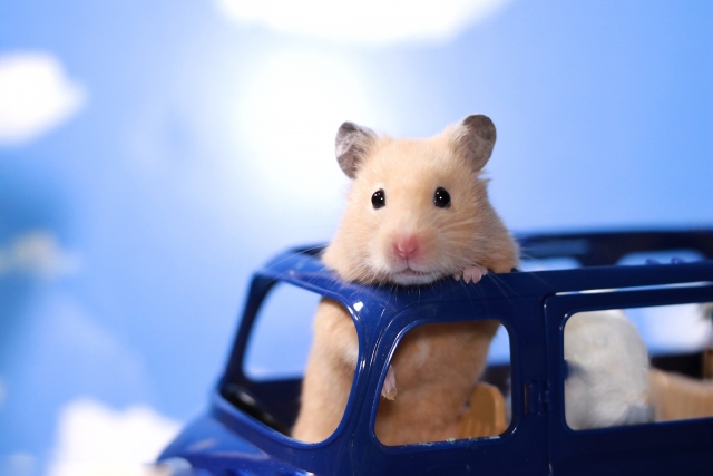 ドライブを楽しむハムスター